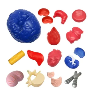 Human Organ Stress Ball