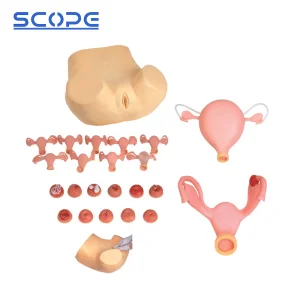 School Teaching Simulator Sc-Fs Gynecological Examination Training Medical Manikin