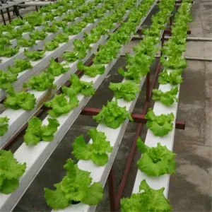 Hydroponic Channel Supplies for Belgian Endive