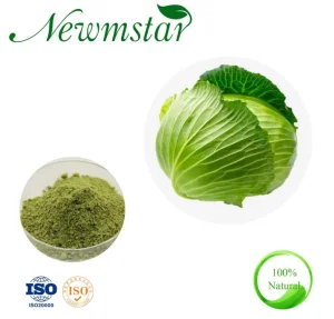 Polvos de extracto de vegetales deshidratados naturales en polvo de extracto de repollo verde