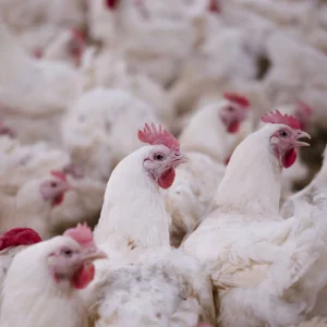 High-End Poultry Farm Controller - Customizable Breeding Parameter Setting