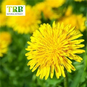 Dandelion Extract