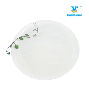 Lacticaseibacillus Rhamnosus