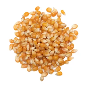 High-Protein Organic Yellow Maize Corn Animal Feed for Cattle Packaged for Sale with 12% Moisture and 12-18 Months Shelf Life