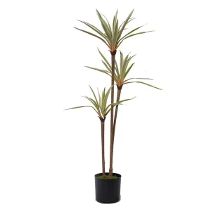 Dracaena 3 Stems