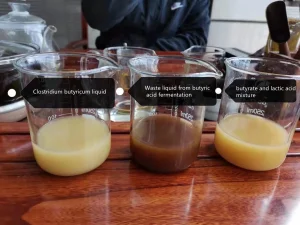 Clostridium Butyricum Solution Probiotics for Aquaculture Farms