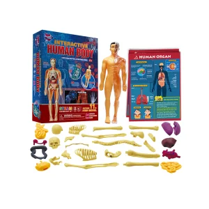 Human Anatomy Model