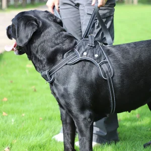 Arnés para perros luminoso con LED