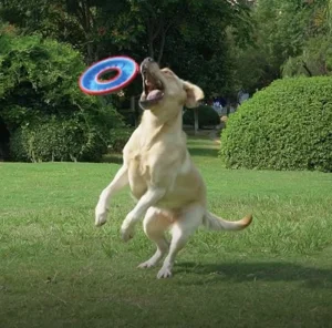Professional Flying Disc Dog Fetch Toy