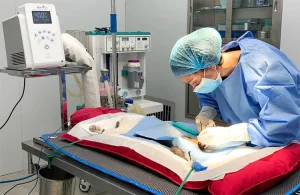 Portable Veterinary Instrument Medical Patient Warm System Machine for Sale