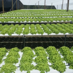 Hydroponic NFT Channel