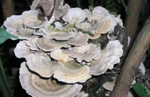 Coriolus Versicolor