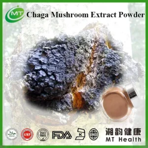 Extrato de Cogumelo Chaga Inonotus Obliquus Preço em Bulk Pó de Chaga Puro