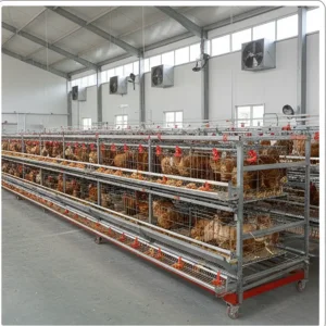 Automated Poultry Farming Equipment for Sale