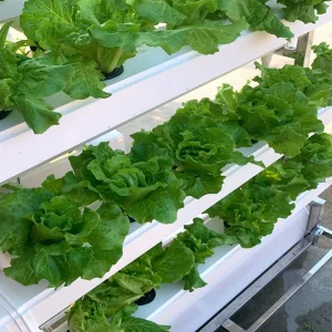 Hydroponics System