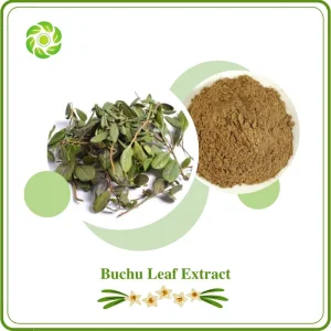 World Well-Being Biotech ISO&FDA Certified 4: 1 10: 1 Buchu Leaf Extract