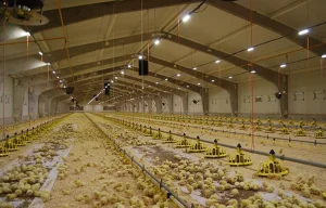 Automatic Prefabricated Steel Structure Poultry Farm Building Shed Broiler Commercial Chicken Houses