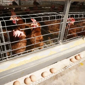 Equipamento de Automação de Fazenda de Aves Barato para Frangos e Patos