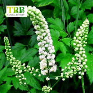 Wholesale Black Cohosh Extract