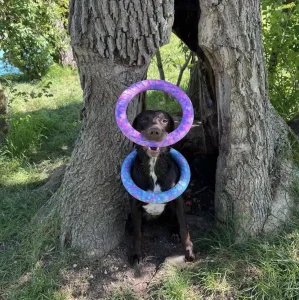 Long Lasting Floating EVA Dog Ring With Grip