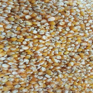 Organic Yellow Glutinous Maize for Animal Feed