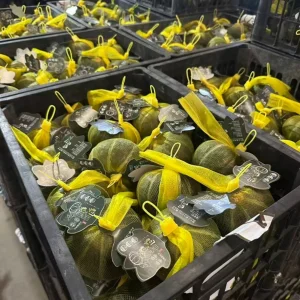 Ready-to-Use Authentic Chestnut Baby Pumpkin for Sports Nutrition