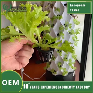 Urban Hydroponic Pineapple Growing Kit for Indoor Gardens