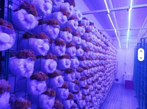 Mushroom Growing Container