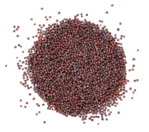 Canola Seeds Dried Healthy Food