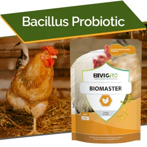 Water Soluble Bacillus Probiotic