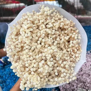 Dried Baby's Breath Flowers