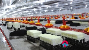 Agricultural Breeder Chicken House Steel Frame Buildings