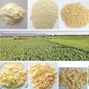Authentic Japanese Miso Powder High Quality Japanese Seasoning, Fermented Plant-Based Ingredients Garlic Miso