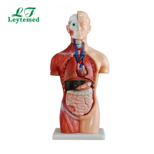 Ltm207 Medical Science Unbreakable Life-Size PVC 42cm Sexless Torso 18 Parts for Teaching