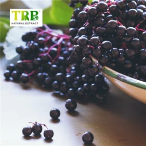 China Elderberry Extract Manufacturer