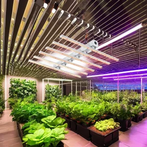 Factory Price Grow Lights Lm301h Grow Tent Hydroponic 240W Dragon Fruit LED Grow Light for Plants