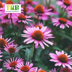 Wholesale Echinacea Purpurea Extract Manufacturer