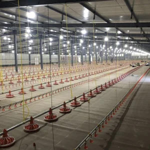 Zambia Broiler Farming System