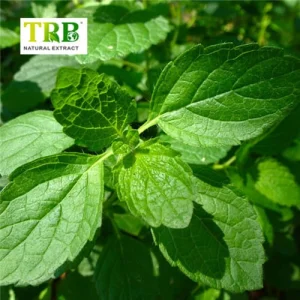 China Balm Mint Extract Manufacturer, Factory