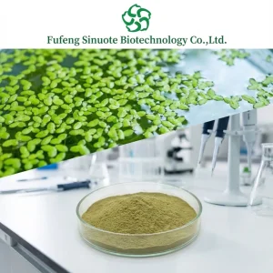 Lemna Minor L. Extract Powder Common Duckweed Extract Aquatic Plant Source Ingredient cGMP Standard