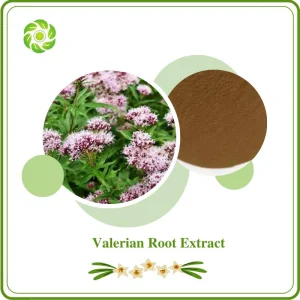 World Well-Being Herbal Extract Valerian Valerian Root 50: 1 Valeric Acid 0.8% Valerian Root Extract