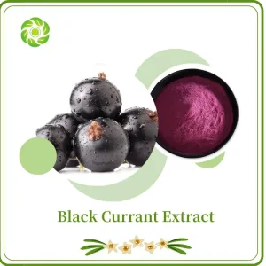 Black Currant Extract