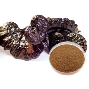 100% Extrato Natural de Cogumelo Lingzhi (Polissacarídeos 10%~50%, 4: 1~20: 1))