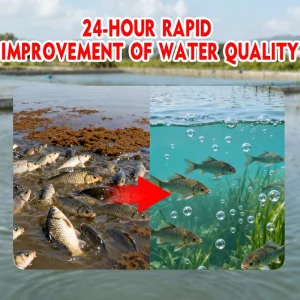 Advanced Oxygen Booster Feed Additives for Healthy Aquaculture Growth