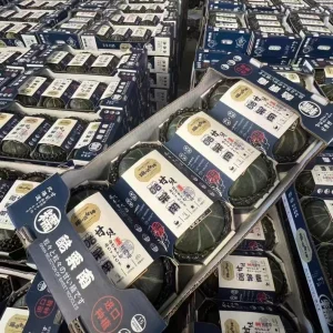 Premium Baby Pumpkin