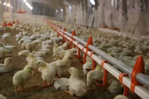 High-Quality Poultry Drinking System for Chickens, CE and ISO 45001 Certified