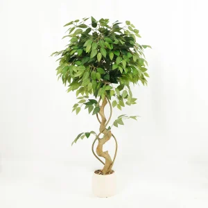 Artificial Evergreen Ficus