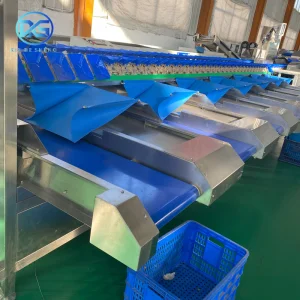 Máquina clasificadora de cebollas de alto volumen para cultivadores agrícolas