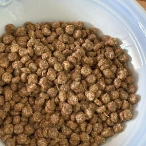 صحة مناعية