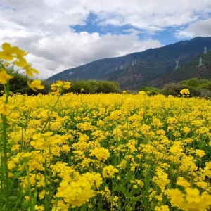 Brassica Capestris Seeds Ornamental Edible Rapeseed Seeds Cold Drought Tolerant